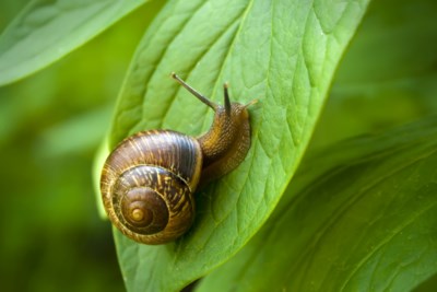 snail on a green leaf